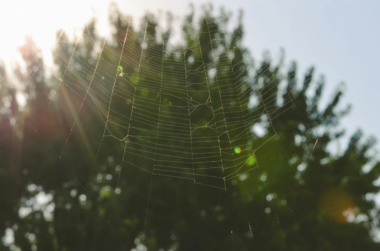 Voorkom spinnenwebben op je tuinmeubelen: tips