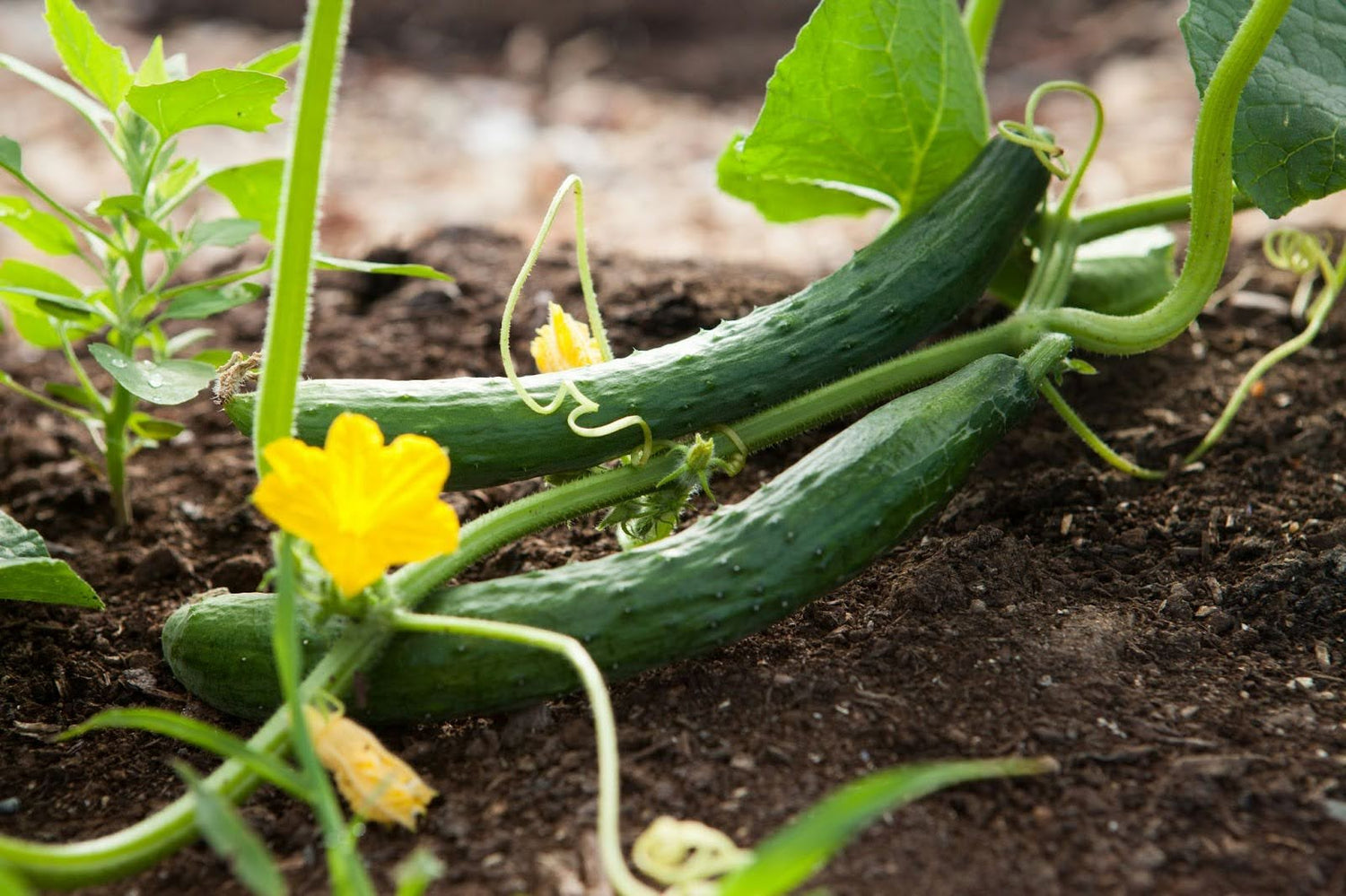 Eten uit eigen tuin